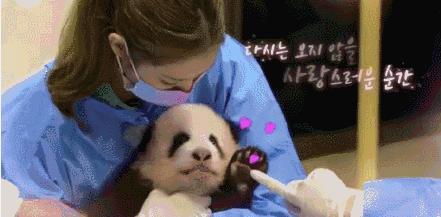 爆料熊猫事件视频大全最新,视频大全背后的惊人真相 第2张 爆料熊猫事件视频大全最新,视频大全背后的惊人真相 第2张